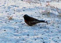 Gray-crowned Rosy-Finch [Desktop Resolution].JPG