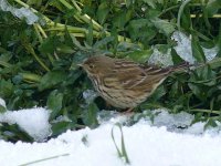 L1350909_Meadow Pipit.jpg