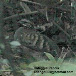 rufous throated partridge.jpg