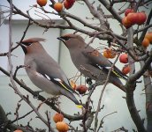 Waxwings1.jpg