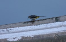 5.GreyWagtail.JPG