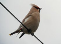 Waxwing3.jpg