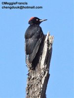 black woodpecker 1.jpg