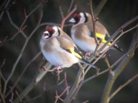 2 Goldfinch.jpg