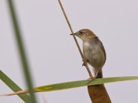 lesser swamp warbler.jpg