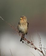 twite crop 1.jpg