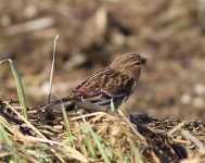 twite crop 2.jpg