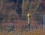 GreenWoodpecker_1.jpg