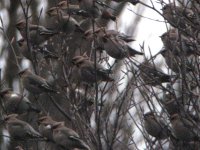 Waxwings Feb 0920090201_0022.JPG