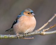 Chaffinch copy_2.jpg