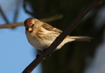 3.Redpoll.JPG