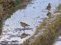 grey headed lapwing 1.jpg