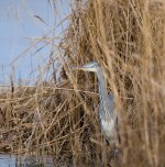 GreyHeron2 copy.jpg