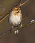 ReedBunting(f) copy_1.jpg