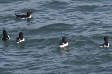 100304 auks2.JPG