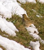 MeadowPipit_1.jpg