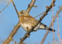 Fieldfare_2.jpg