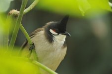 rw bulbul 2x 1000mm iso3200 c_DSC4386_1.jpg