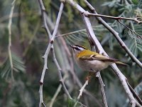 IMG_9172_Firecrest.jpg