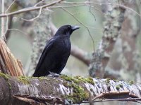 IMG_9308_Carrion Crow.jpg