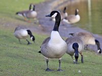 IMG_0027_Canada Goose.jpg