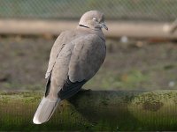 L1350346_Collared Dove.jpg