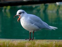 L1350381_Mediterranean Gull.jpg