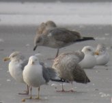 yellow-legged gull AVL.jpg