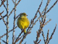 IMG_1250_Greenfinch.jpg