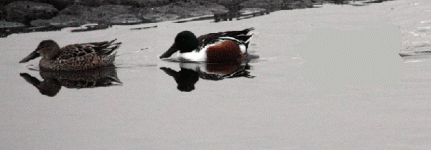 northern-shoveler-male-female3726 copy 3.gif