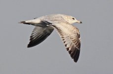 gull.jpg