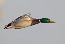 mallard4.jpg