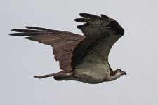 osprey6.jpg