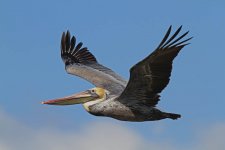 bpelican3.jpg