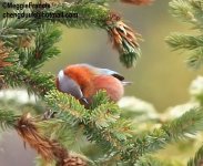 crested tit warbler 2.JPG