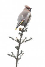 1.Waxwing.JPG