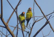 Orange Fronted Parakeets.jpg