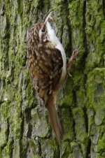 tree creeper 171.jpg