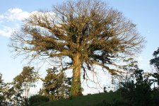 Ceiba_The-Tree(low).jpg