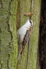 tree creeper 137.jpg