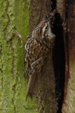 tree creeper 151.jpg