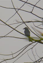 DSCN1137 ashy drongo leuco bf.jpg