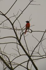 DSCN1153 sc minivet bf.jpg