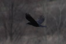Raven.JPG