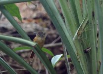 Barred-Antshike2a.jpg