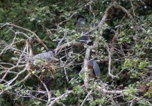 Herons-on-Nests-2.jpg