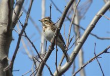 Rustic Bunting 2415.jpg