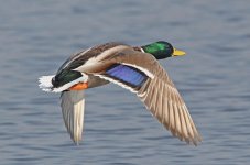 mallard.jpg