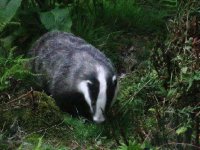 badger1.jpg