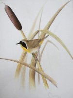 common yellowthroatreduced.jpg